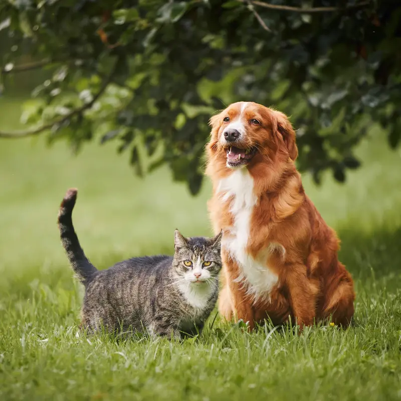 Complementos nutricionales naturales formulados por veterinarios para el cuidado de perros y gatos. Con ingredientes de excelente calidad a base de plantas y sus extractos, vitaminas y minerales.&nbsp;